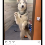İnstagram için Video ve Resim İndirme Uygulaması