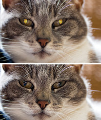 Pet Eye Fix Guide kedinin göz parlaması